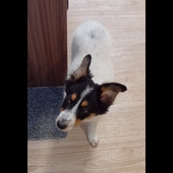 Border Collie - Bitches