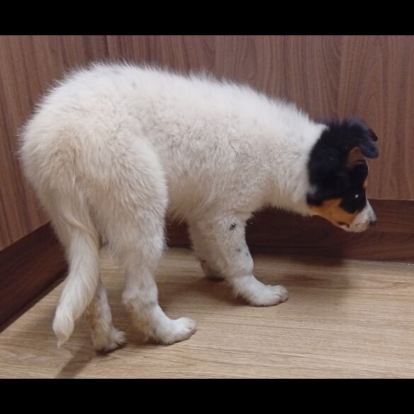 Border Collie - Bitches