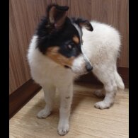 Border Collie - Bitches