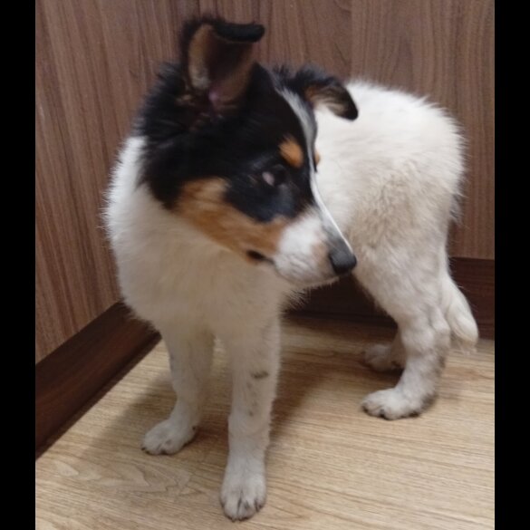 Border Collie - Bitches