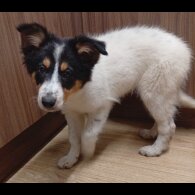 Border Collie - Bitches