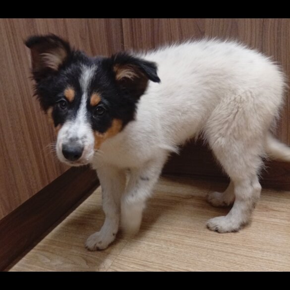 Border Collie - Bitches