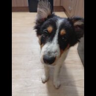 Border Collie - Bitches
