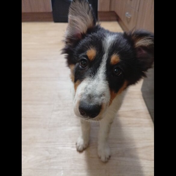 Border Collie - Bitches
