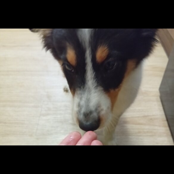 Border Collie - Bitches