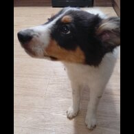 Border Collie - Bitches