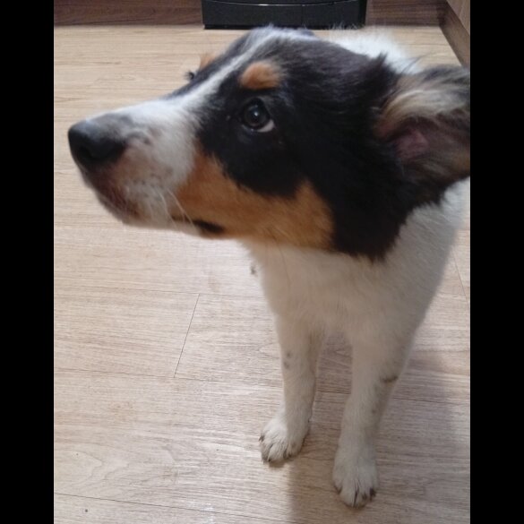 Border Collie - Bitches