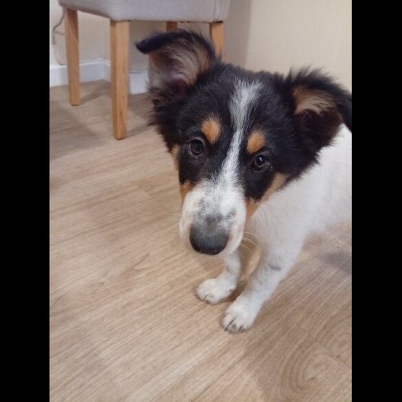 Border Collie - Bitches