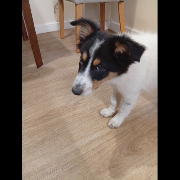 Border Collie - Bitches