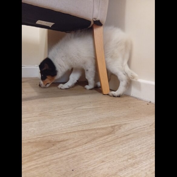 Border Collie - Bitches