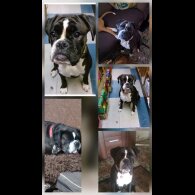 Boxer - Dogs
