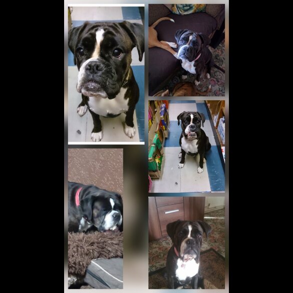 Boxer - Dogs