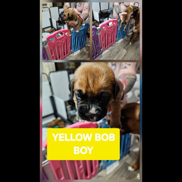 Boxer - Dogs