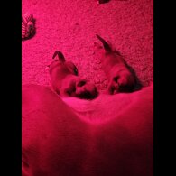 Boxer - Dogs
