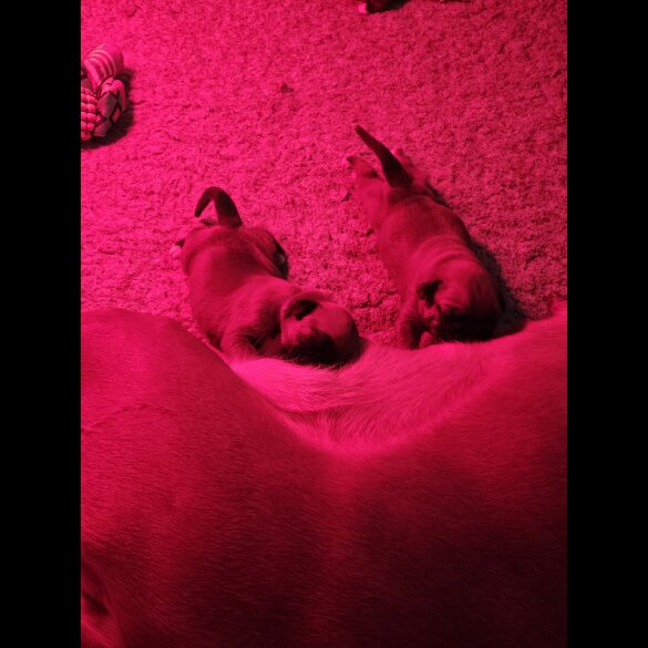 Boxer - Dogs