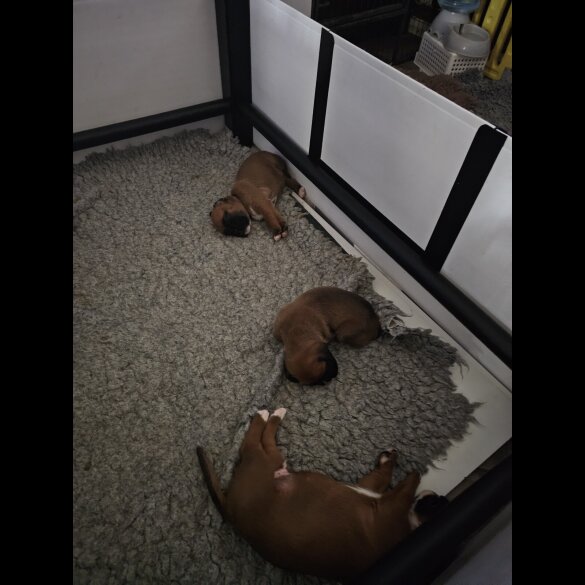 Boxer - Dogs