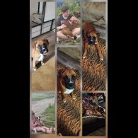 Boxer - Dogs