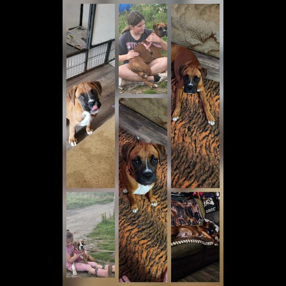 Boxer - Dogs