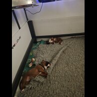 Boxer - Dogs
