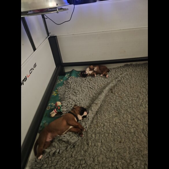 Boxer - Dogs
