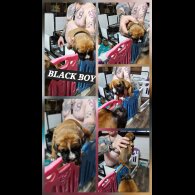 Boxer - Dogs
