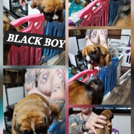 Boxer - Dogs
