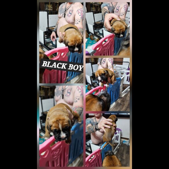 Boxer - Dogs