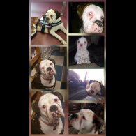 Boxer - Dogs