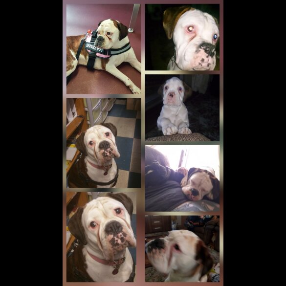 Boxer - Dogs