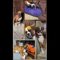 Boxer - Dogs