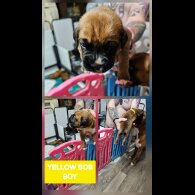 Boxer - Dogs