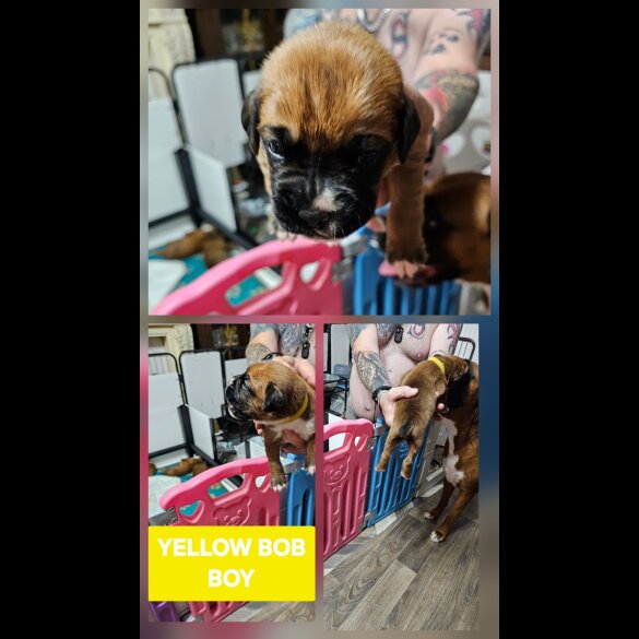 Boxer - Dogs