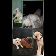 Boxer - Dogs