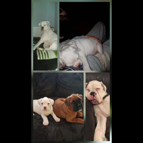 Boxer - Dogs