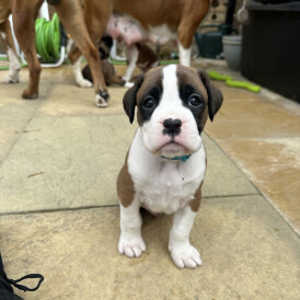 Boxer - Both