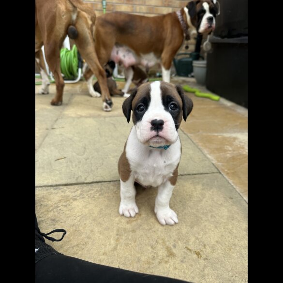 Boxer - Both