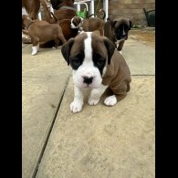 Boxer - Both