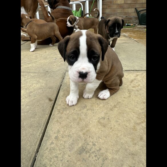 Boxer - Both
