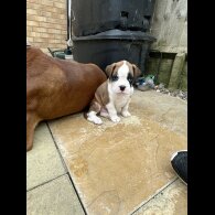 Boxer - Both