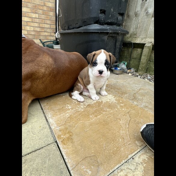 Boxer - Both
