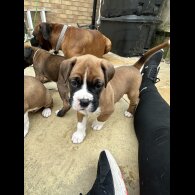Boxer - Both