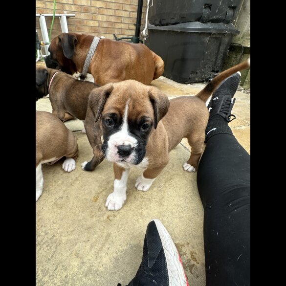 Boxer - Both