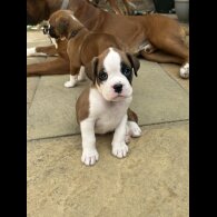 Boxer - Both