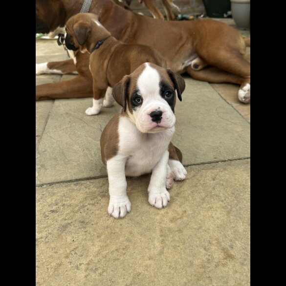 Boxer - Both