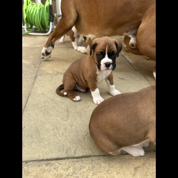Boxer - Both