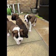 Boxer - Both