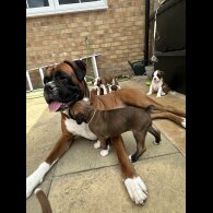 Boxer - Both
