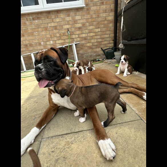 Boxer - Both