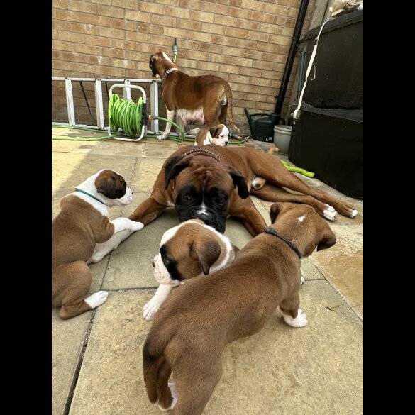 Boxer - Both