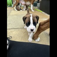 Boxer - Both